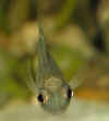 JungfischPortrait_IMG_0906cl.JPG (78464 Byte)