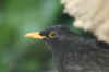 amsel_IMG_7997msr.JPG (13423 Byte)