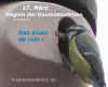 blaumeisen20120317nestbau.jpg (34839 Byte)