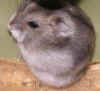hamster200803mechtild6341.JPG (32866 Byte)
