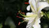 lilie20130725.jpg (112178 Byte)