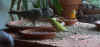 purzel20160430schnurpsel.jpg (95641 Byte)