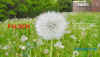 pusteblume201306msrFotokurs.jpg (37140 Byte)