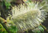 salweide_1336inidia.JPG (360082 Byte)