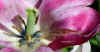 tulpe201205msr600d.jpg (174947 Byte)