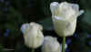 tulpen20130516msr.jpg (22989 Byte)